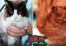 Chronic Pain in Cats: Recognizing, Managing, and Preventing It