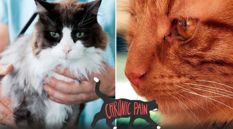 Chronic Pain in Cats: Recognizing, Managing, and Preventing It